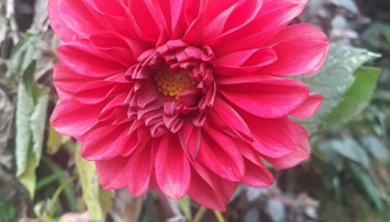 Von der Knospe bis zur Blüte - Wie enstand MiMir?